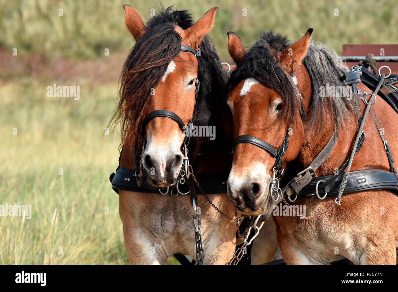 Attelage de chevaux, de Juist, Parc National de la mer de Wadden, Basse-Saxe, Allemagne, l'île de la Frise Orientale Banque D'Images
