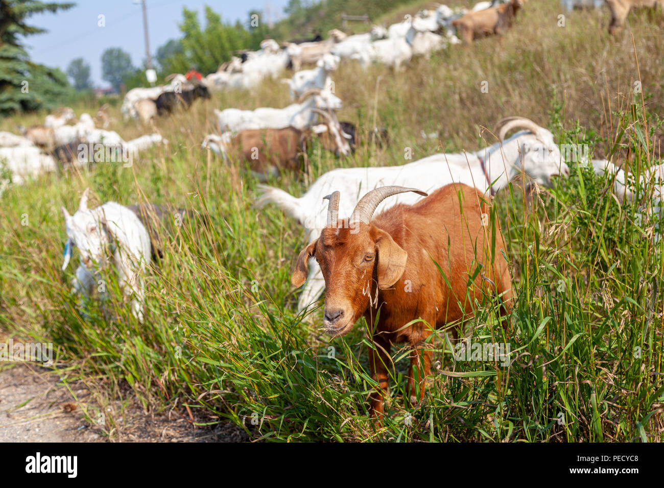 Les chèvres mangent les mauvaises herbes jusqu'à un parc de Calgary dans le cadre du plan de pâturage ciblées pour la gestion des espèces de mauvaises herbes envahissantes en utilisant des friendl Banque D'Images