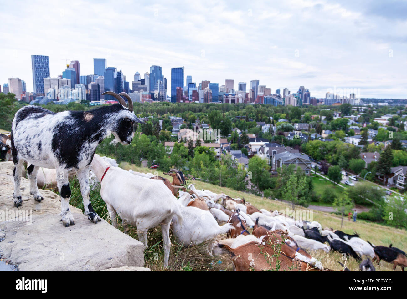 Les chèvres mangent les mauvaises herbes jusqu'à un parc de Calgary dans le cadre du plan de pâturage ciblées pour la gestion des espèces de mauvaises herbes envahissantes en utilisant des friendl Banque D'Images
