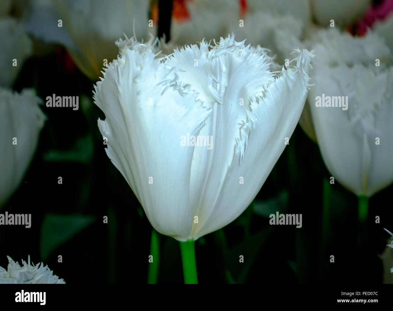 Belles tulipes blanches.coloré. Focus sélectif utilisé. Frais de fleurs de printemps Keukenhof Banque D'Images