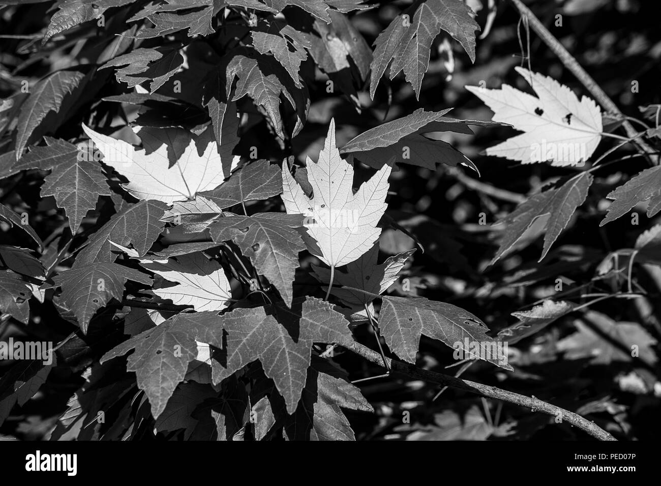 Trois feuilles blanches dans une pile de feuilles sombres en noir et blanc avec un arrière-plan sombre. Banque D'Images