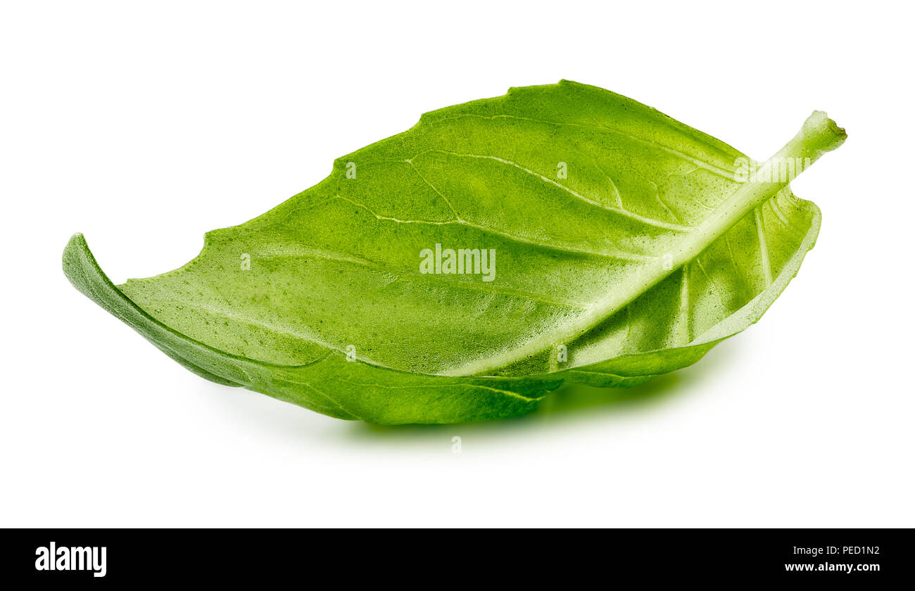 Feuilles de basilic frais sur fond blanc avec chemin de détourage. Vue d'en haut. Banque D'Images