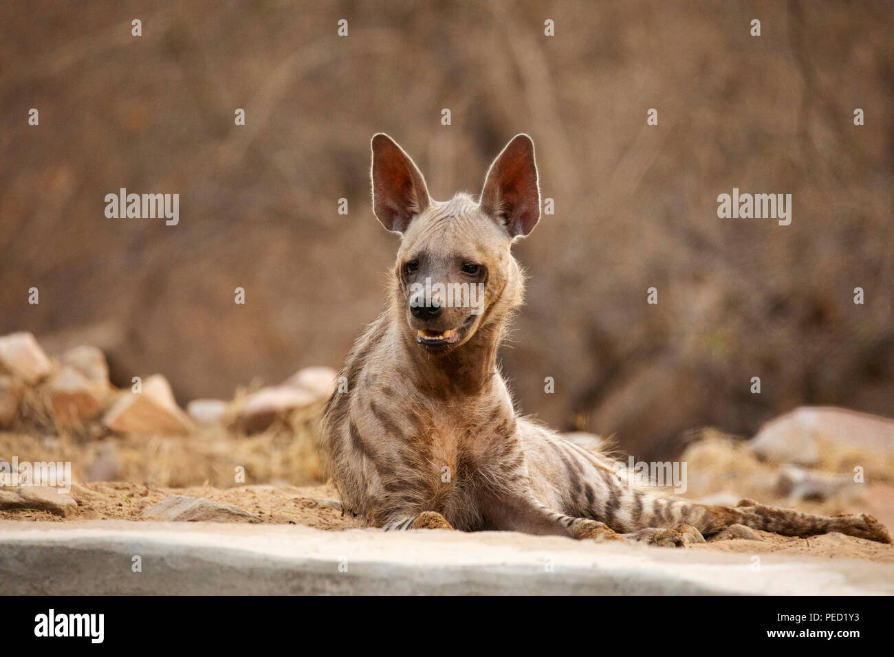 Hyène rayée, Hyaena hyaena, Jhalana, Rajasthan, Inde Banque D'Images