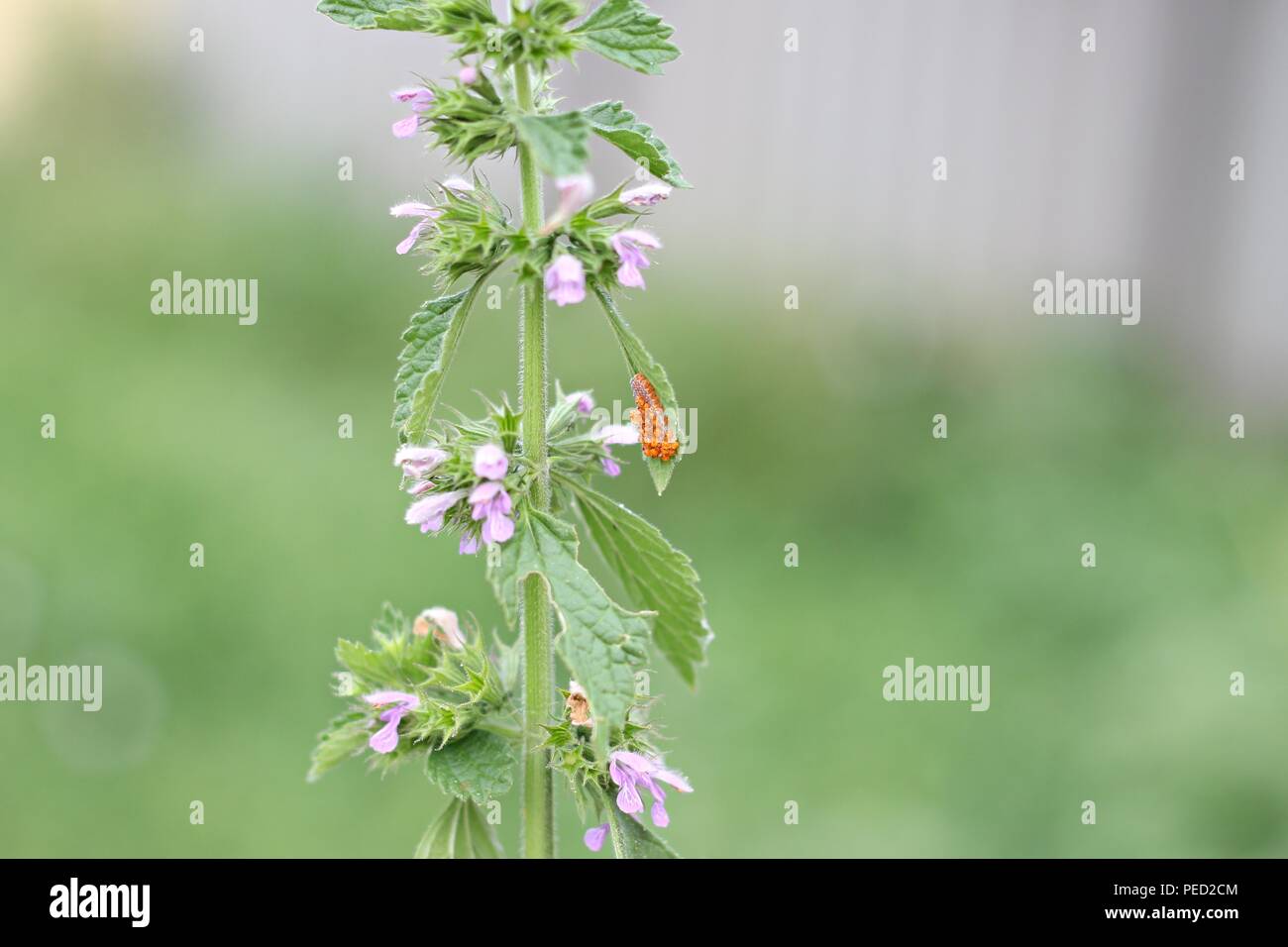 Ortie-piqueurs en fleurs dans une forêt au printemps Banque D'Images