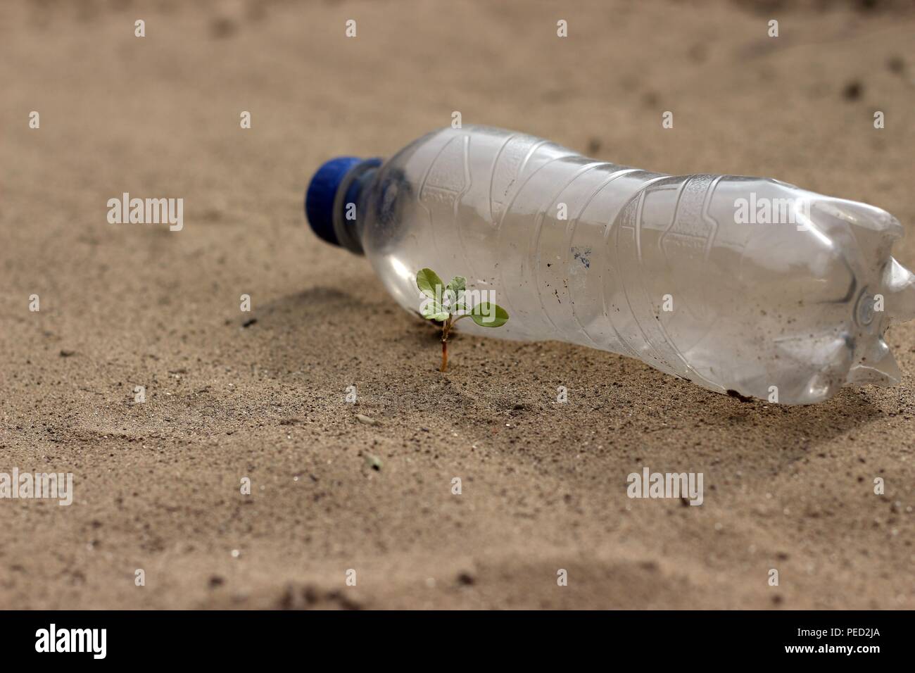 Plante verte bouteille en plastique Banque D'Images