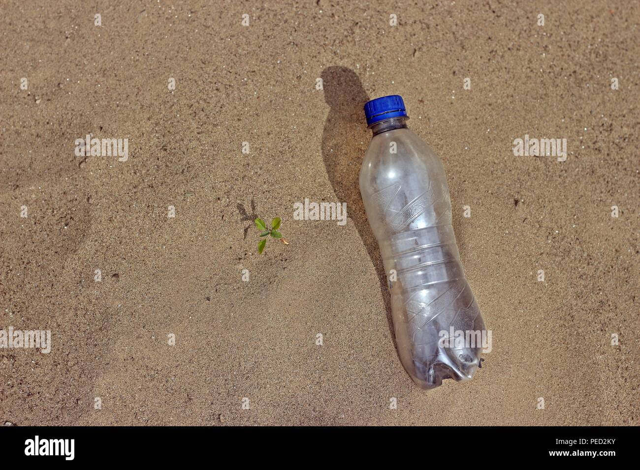 Plante verte bouteille en plastique Banque D'Images