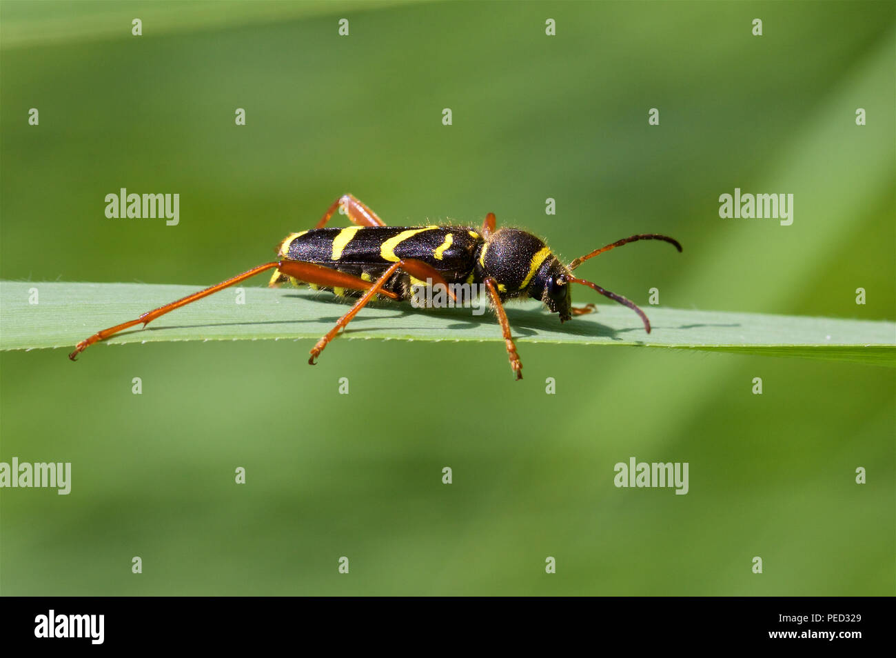 Un Wasp Beetle sur une feuille de roseau dans le soleil du printemps. Banque D'Images