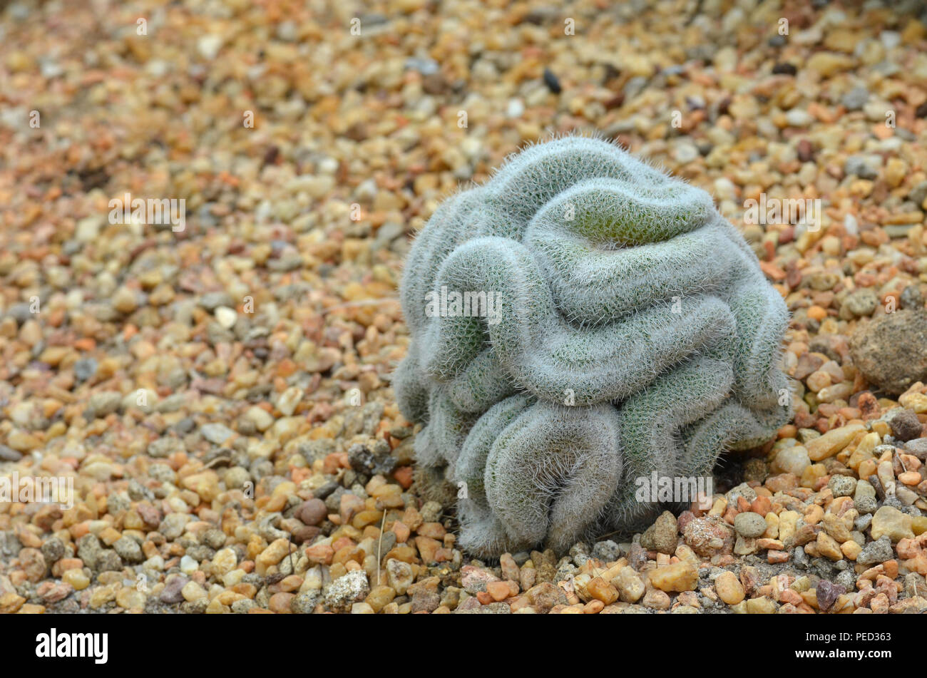 Cactus vert qui ressemble un peu comme le cerveau Banque D'Images