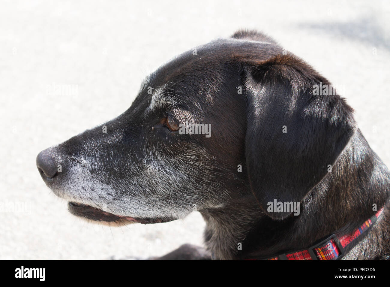 Close up de personnes âgées ou de vieux chien avec moustaches, gris (Canis lupus f. familiaris) Banque D'Images