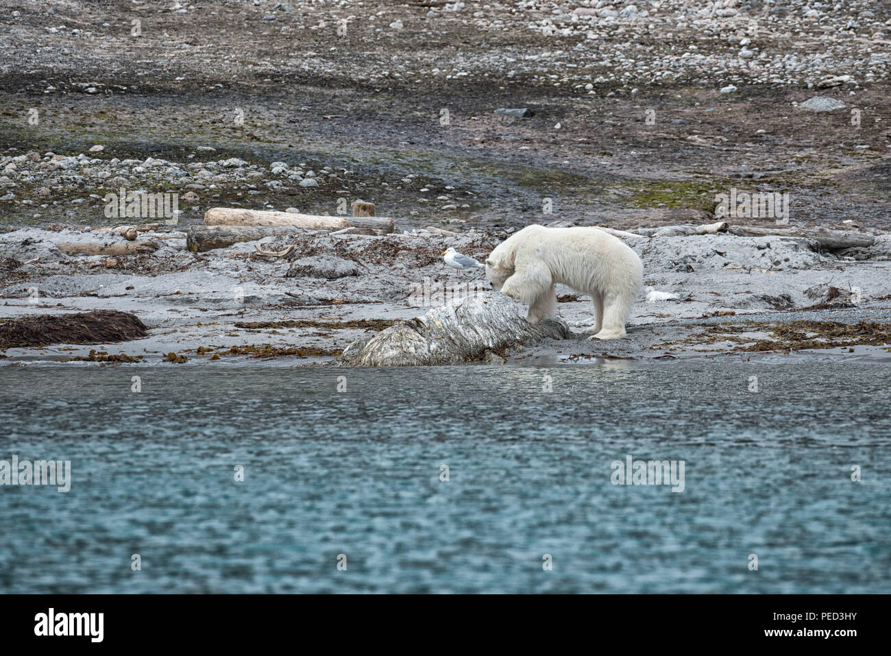Sur une rive, un ours polaire ( ursus maritimus) mange la carcasse d'une baleine.Phippsøya, Svalbard, Norvège Banque D'Images