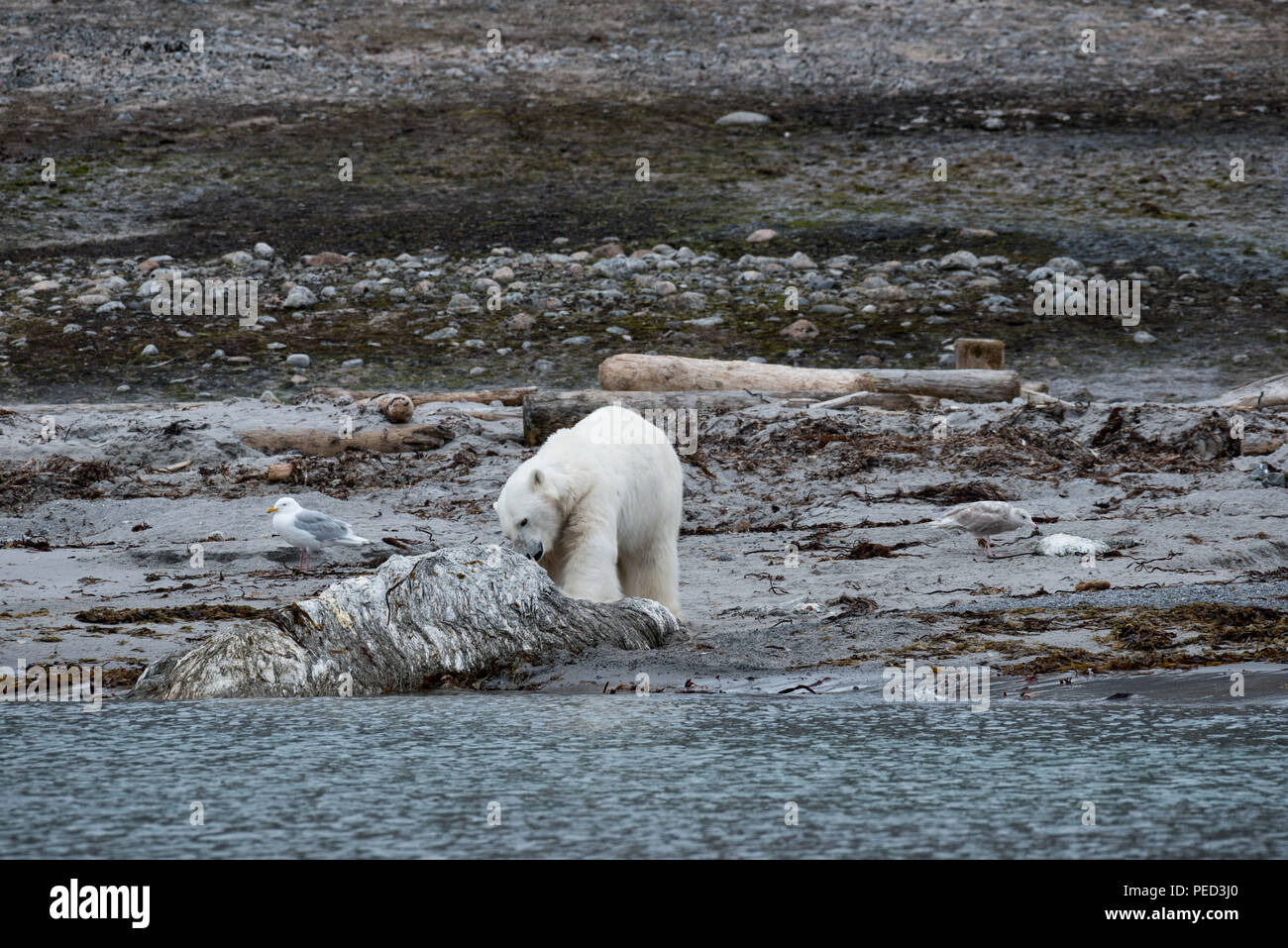 Sur une rive, un ours polaire ( ursus maritimus) mange la carcasse d'une baleine.Phippsøya, Svalbard, Norvège Banque D'Images