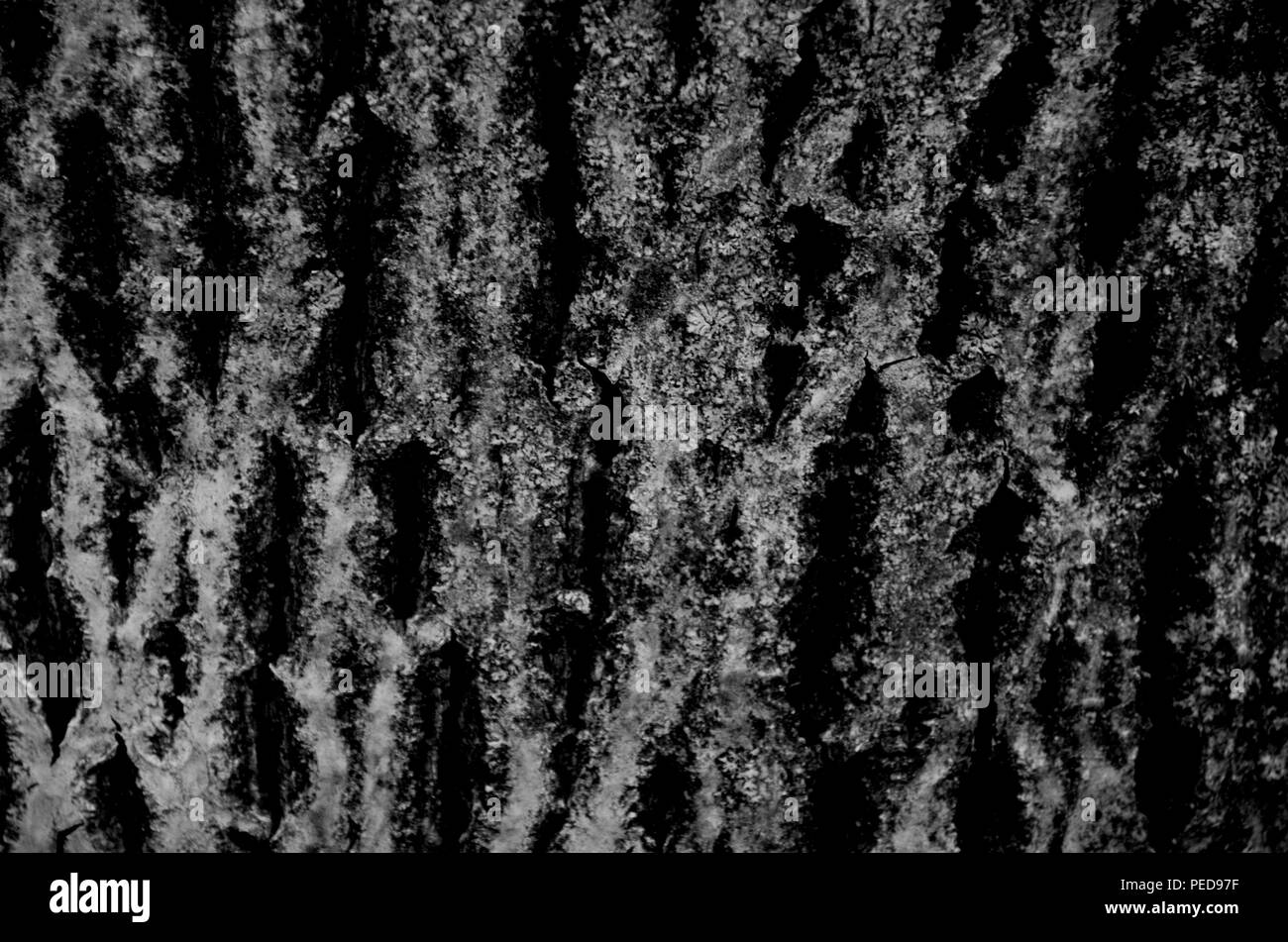 Texture de l’arbre Banque D'Images