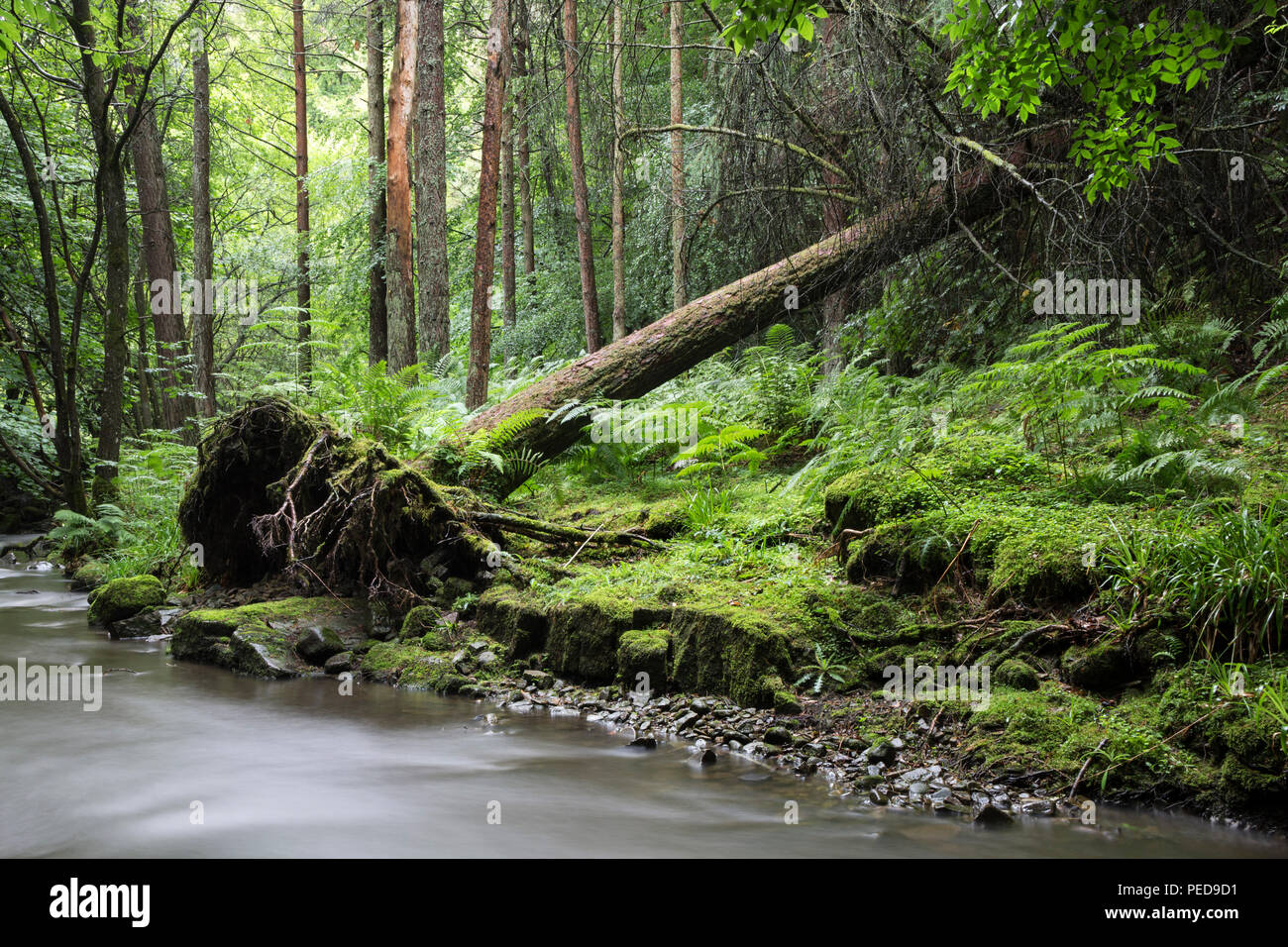 Arbre tombé à côté d'un ruisseau dans une pluie au nord des Pennines, forestiers, de Teesdale Comté de Durham, Royaume-Uni Banque D'Images