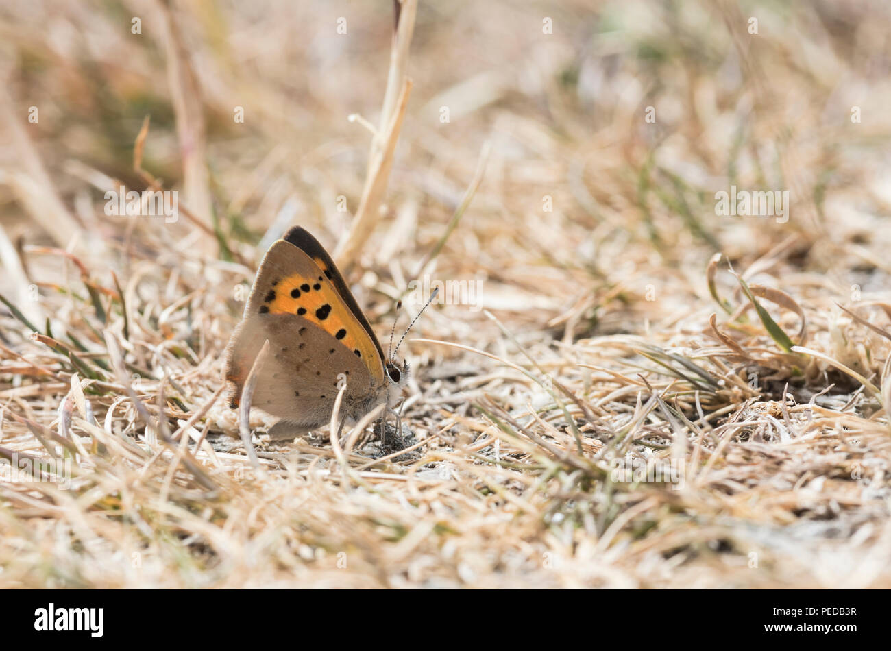 Un petit repos (Lycaena phlaeas) de cuivre Banque D'Images