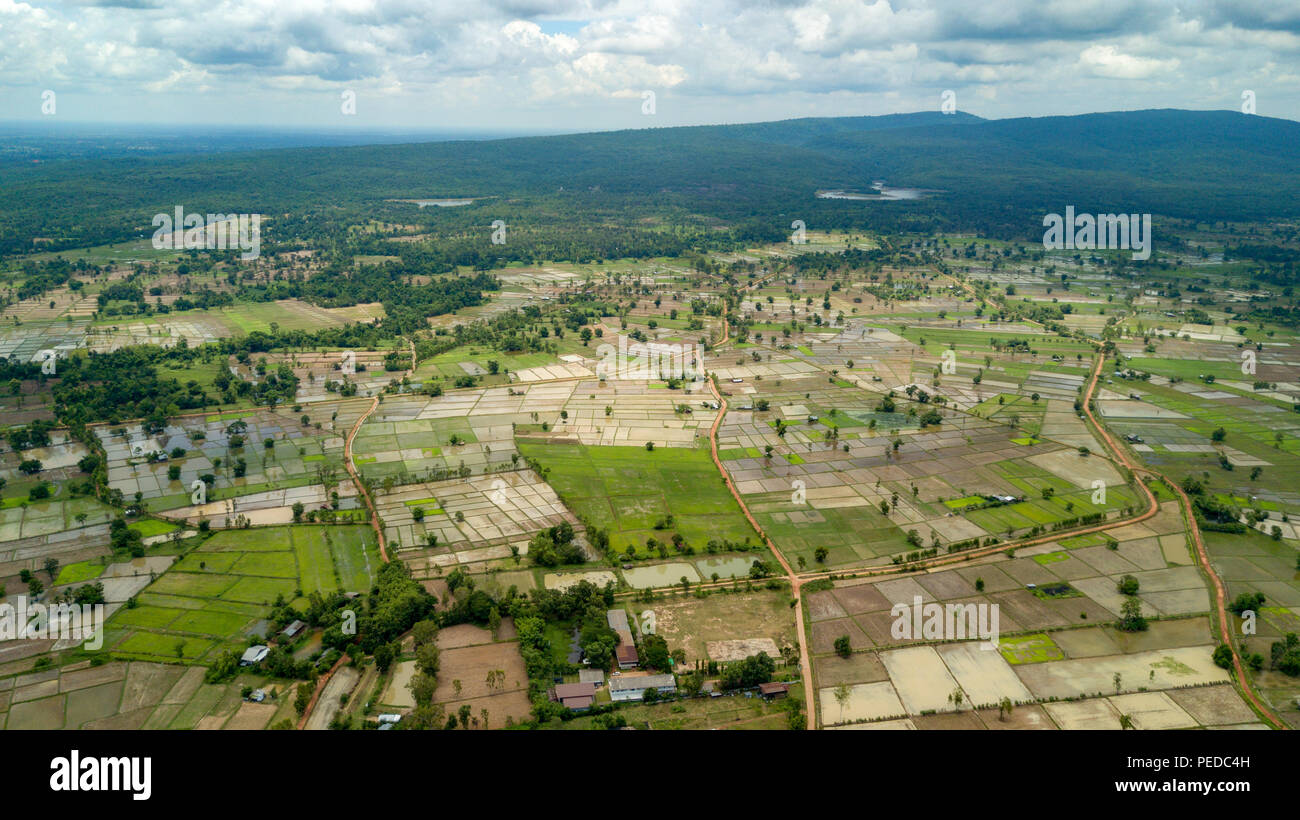 Vue de dessus de drone champ de riz en Thaïlande de Chaiyaphum. Banque D'Images