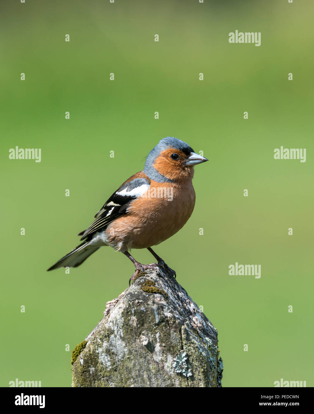Chaffinch, Hexham, Northumberland, Angleterre Banque D'Images