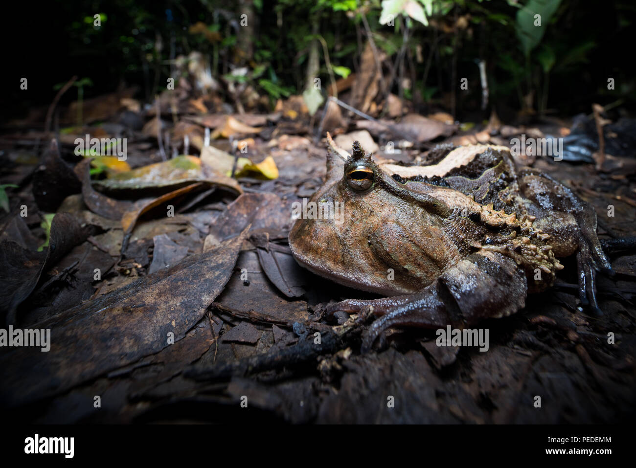 Amazon horned frog (Ceratophrys cornuta) Banque D'Images