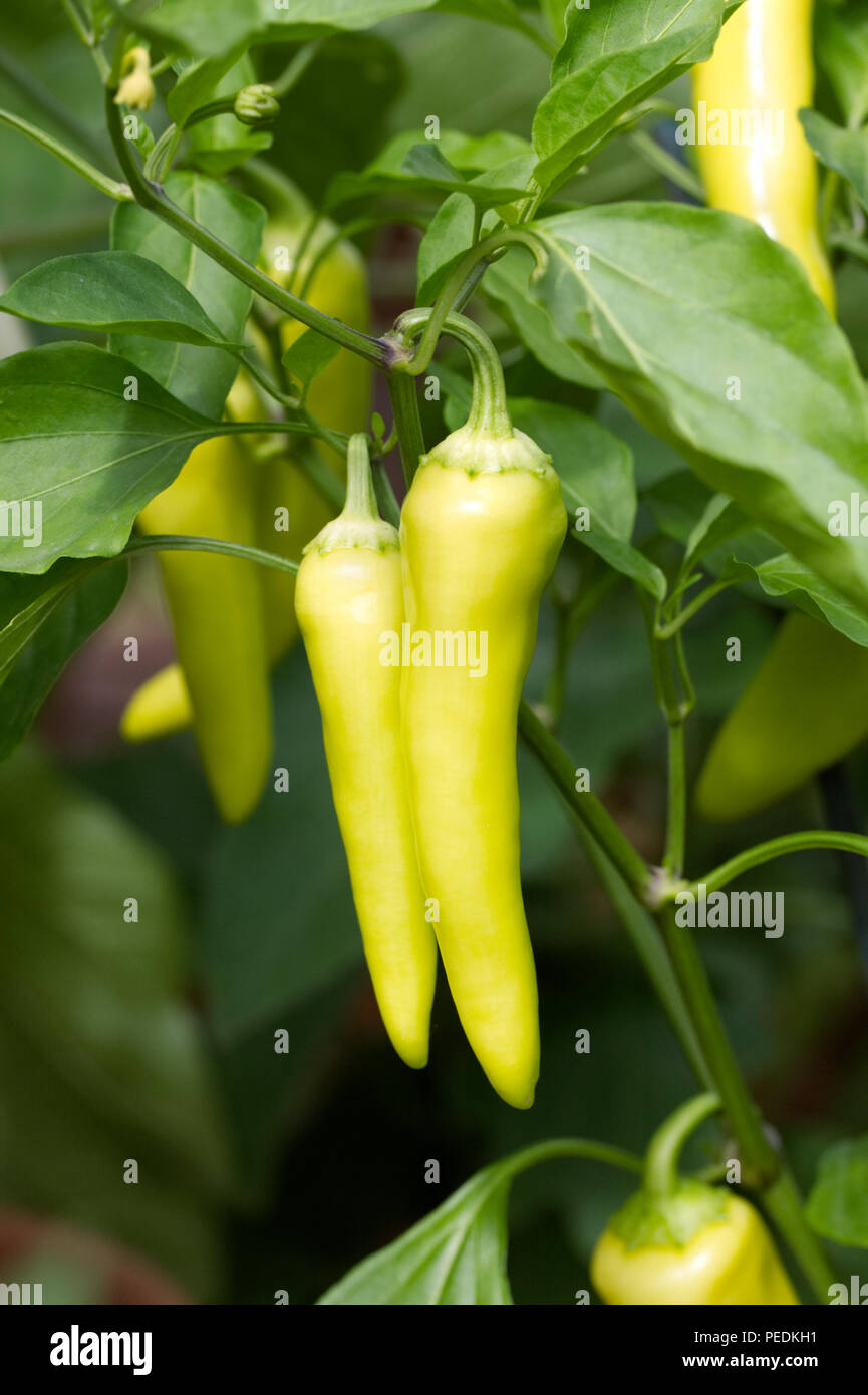 Capsicum annuum. Chili Pepper 'Hungarian Hot Wax' fruit. Banque D'Images