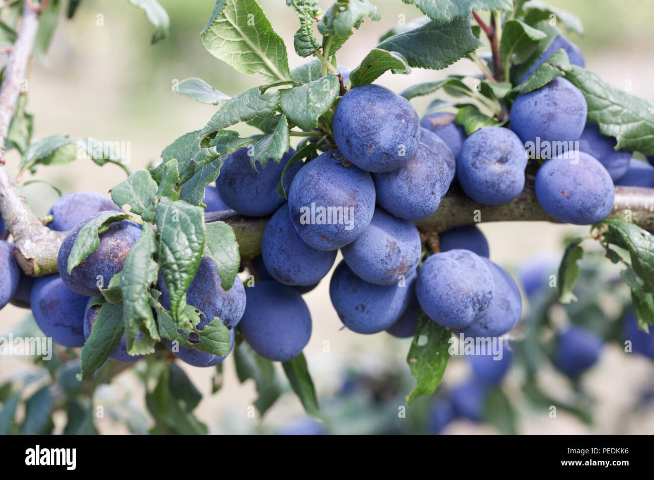 Prunus insititia 'Langley anglais bullace'. Damson 'Langley anglais bullace' fruit. Banque D'Images