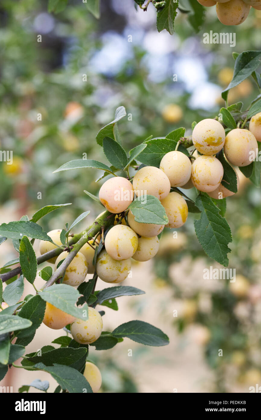 Prunus insititia 'Mirabelle de Metz". Prune 'Metz' fruit. Banque D'Images