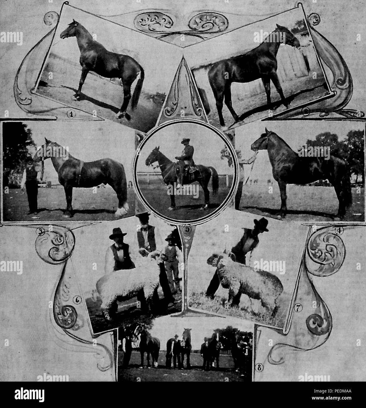 Les photographies en noir et blanc d'agriculteurs, avec neuf chevaux et deux moutons, chacun de qui a paru au comté de Contra Costa, juste de la page avant de la série 'éleveur et Sportsman, ' publié à San Francisco, Californie, 1882. Avec la permission de Internet Archive. () Banque D'Images