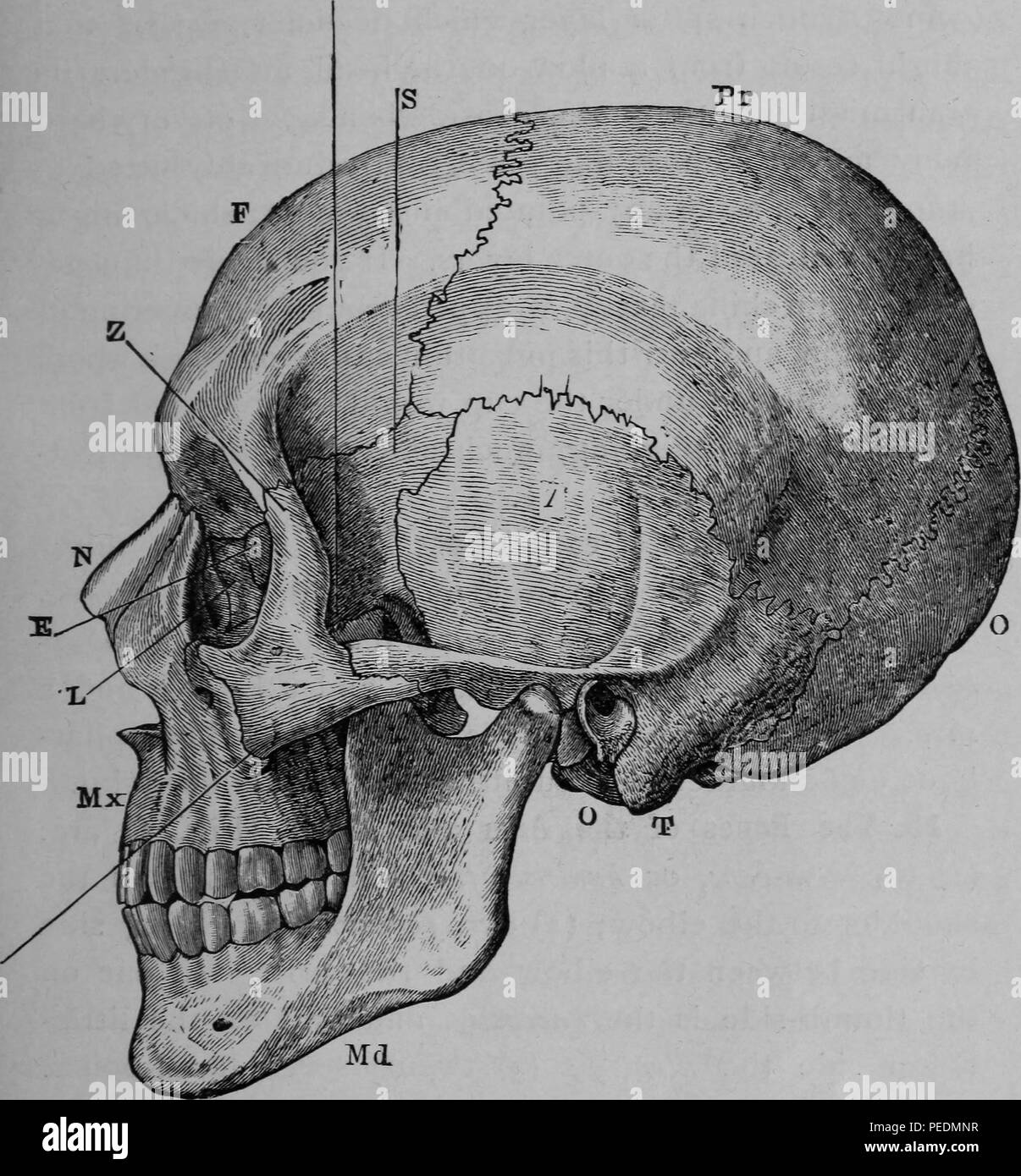 Noir et blanc illustrant une vue latérale sur le crâne humain, avec indicateurs alphabétique pointant vers l'os pariétal, occipital, Temporal bone, sphenoid os, l'os frontal, os malaire ou joue-os, os nasal, ethmoïde os, l'os lacrymal, l'os de la mâchoire supérieure et la mâchoire inférieure, d'os, 1884. Avec la permission de Internet Archive. () Banque D'Images