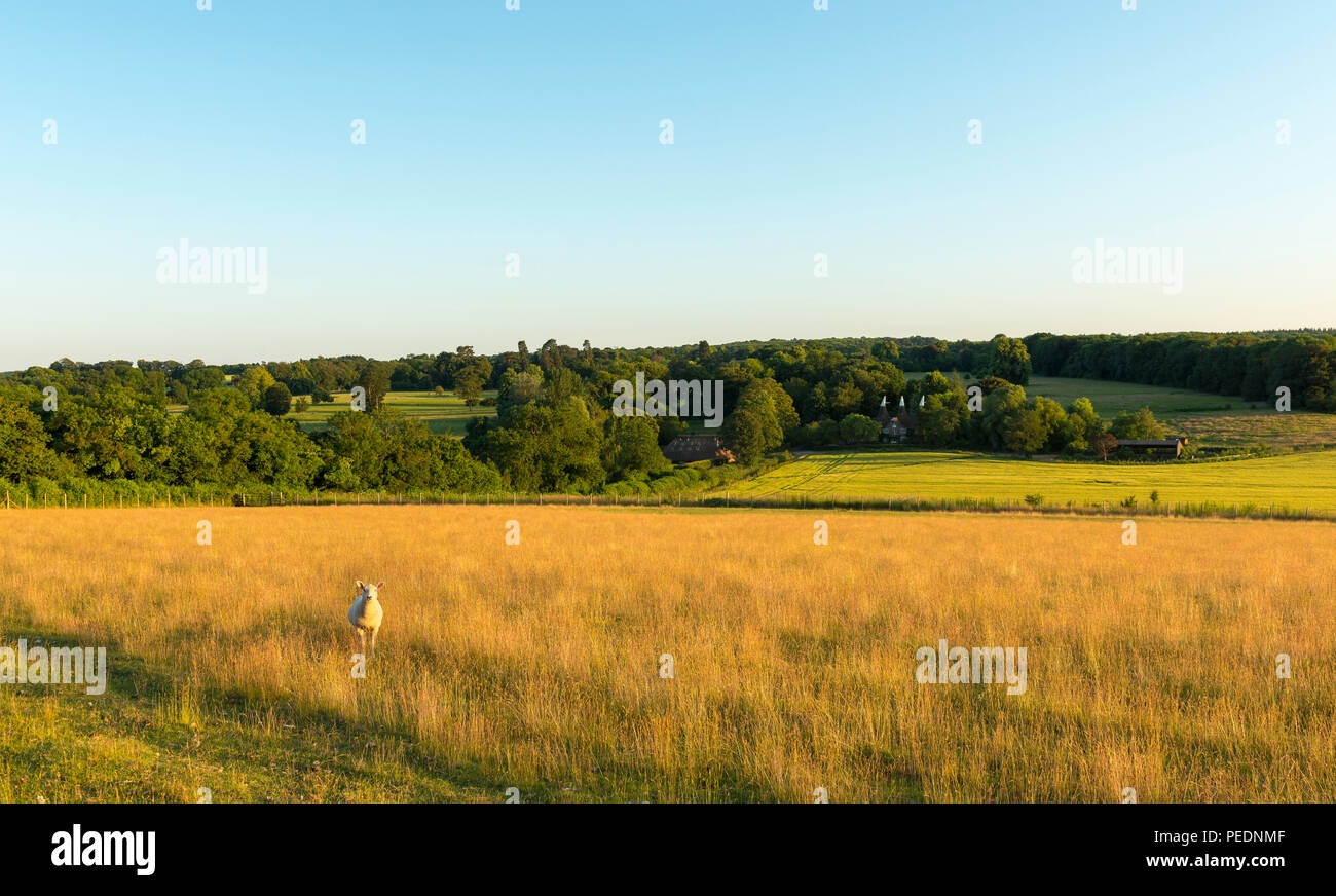 Une famille pose des moutons dans un champ au coucher du soleil sur le Kent Downs près de Canterbury. Banque D'Images