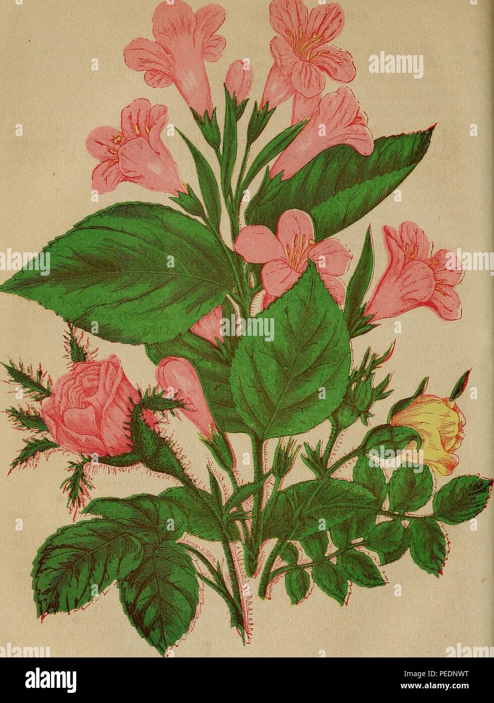 Gravure sur bois en couleur représentant trois types de fleurs roses et jaunes, y compris le Weigelia Weigela florida (1) la mousse rose (Portulaca grandiflora) et le persan Yellow Rose (Rosa foetida) illustré par George Frauenberger et publiés dans "l'horticulteur en Californie et Floral Magazine', 1870. Avec la permission de Internet Archive. () Banque D'Images