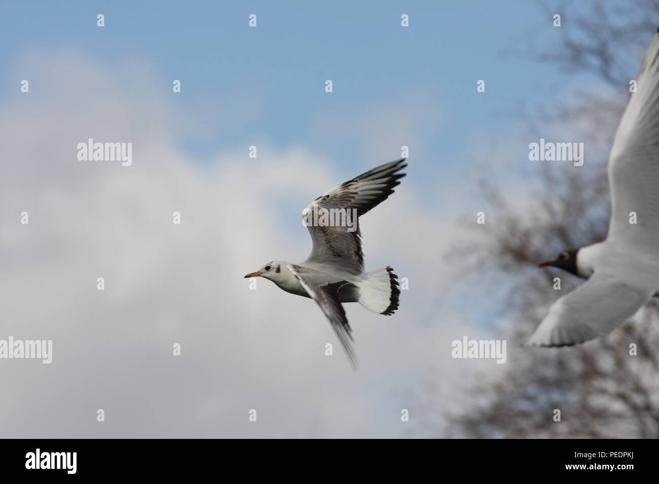 Phasianus colchicus, noir Mouette en vol, ce 1er plumage d'hiver flying gull est showng l'aile supérieure modèle de cette mouette d'hiver. Banque D'Images