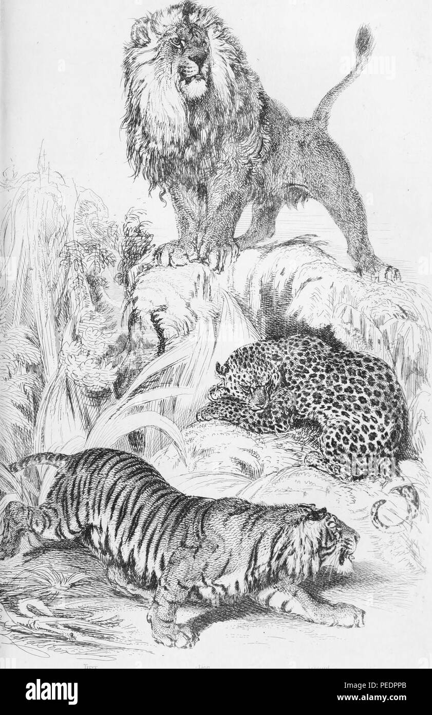 Noir et blanc illustrant trois espèces de félins (Felidae), de haut en bas, un grand, homme lion (Panthera leo) perché sur un monticule, un spotted leopard (Panthera pardus) située sous la colline, recroquevillé, et un tigre (Panthera tigris) rampe vers l'avant comme si de traquer les proies de la scène, 1849. Avec la permission de Internet Archive. () Banque D'Images