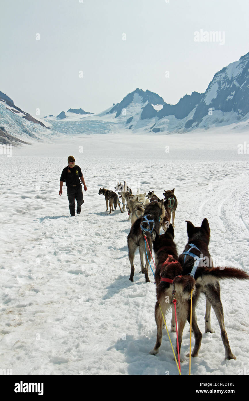 Un musher vérifie sur son équipe de chiens de traîneau en Alaska Banque D'Images