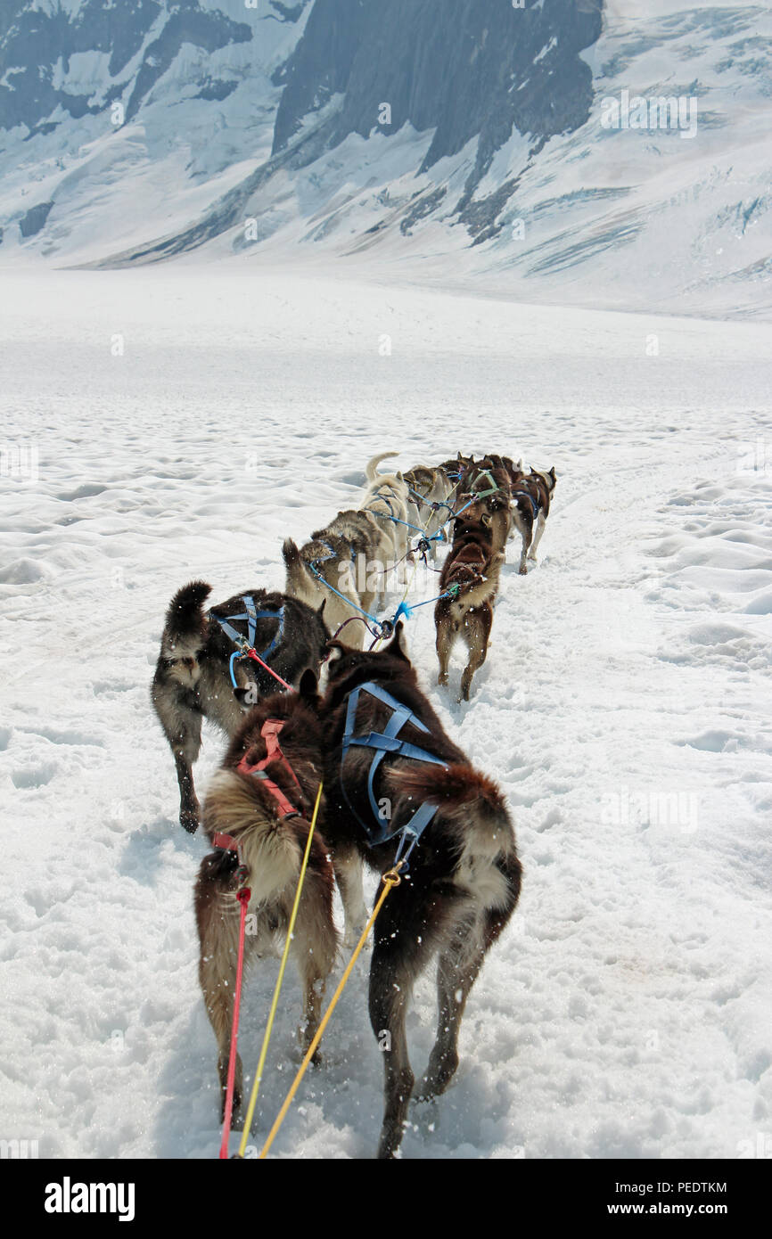 Les chiens de traîneau courir à travers un paysage de l'Alaska Glacier Banque D'Images