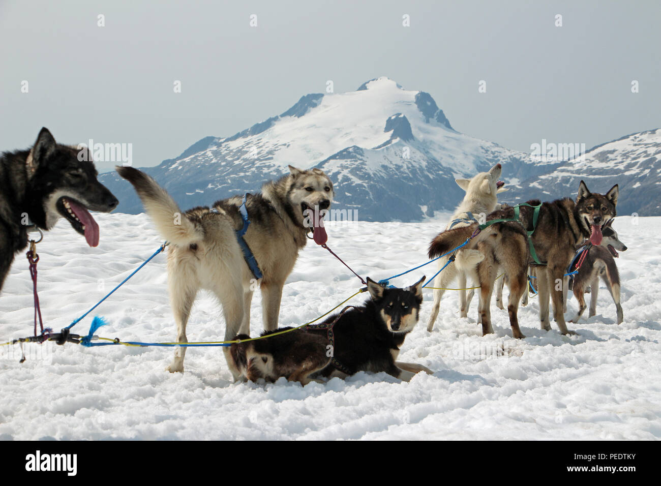 Les chiens de traîneau prendre une pause sur un Scenic en Alaska Glacier Banque D'Images