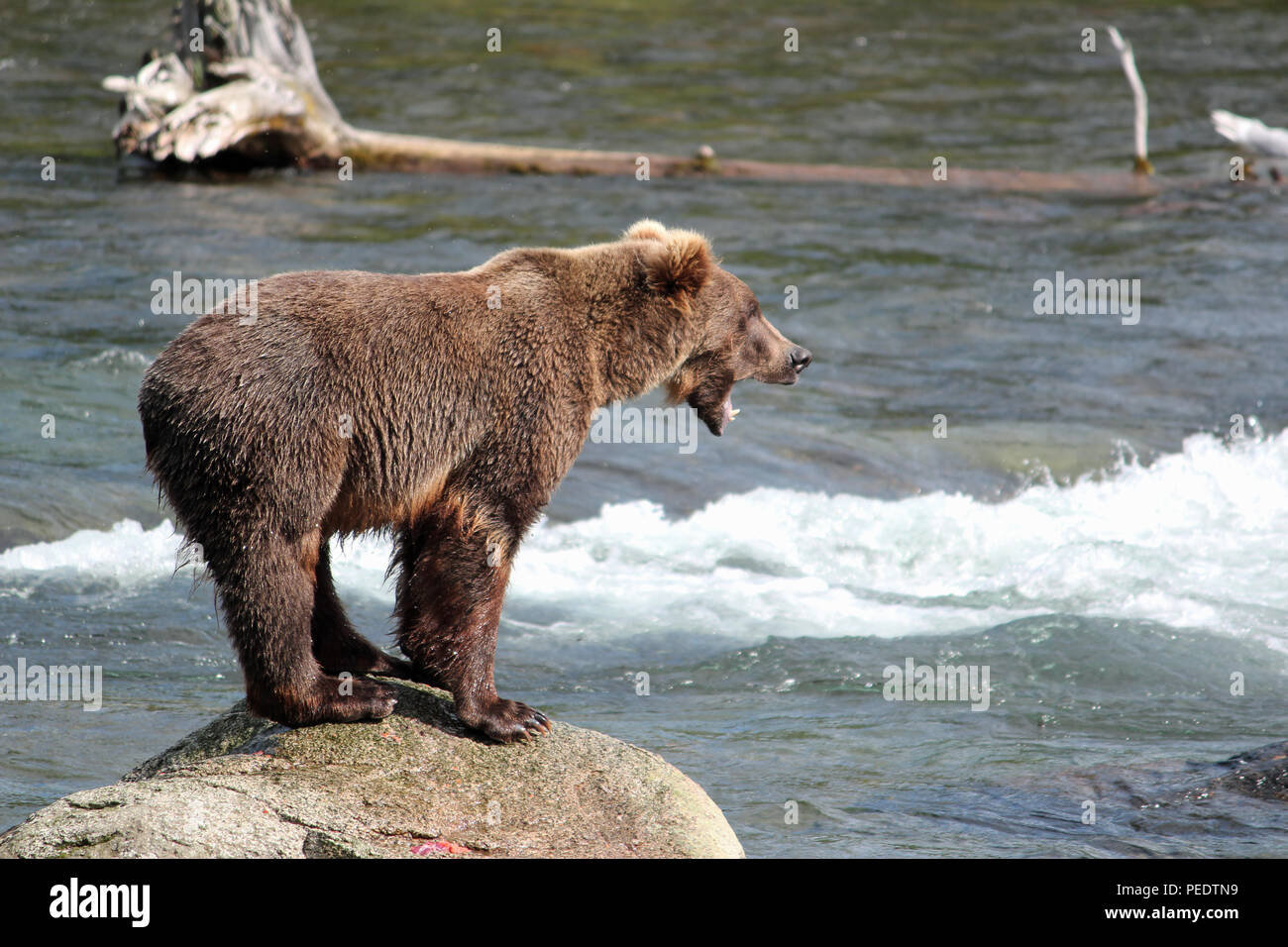 Un ours grogne à Brooks Falls dans le parc national de Katmai, Alaska Banque D'Images