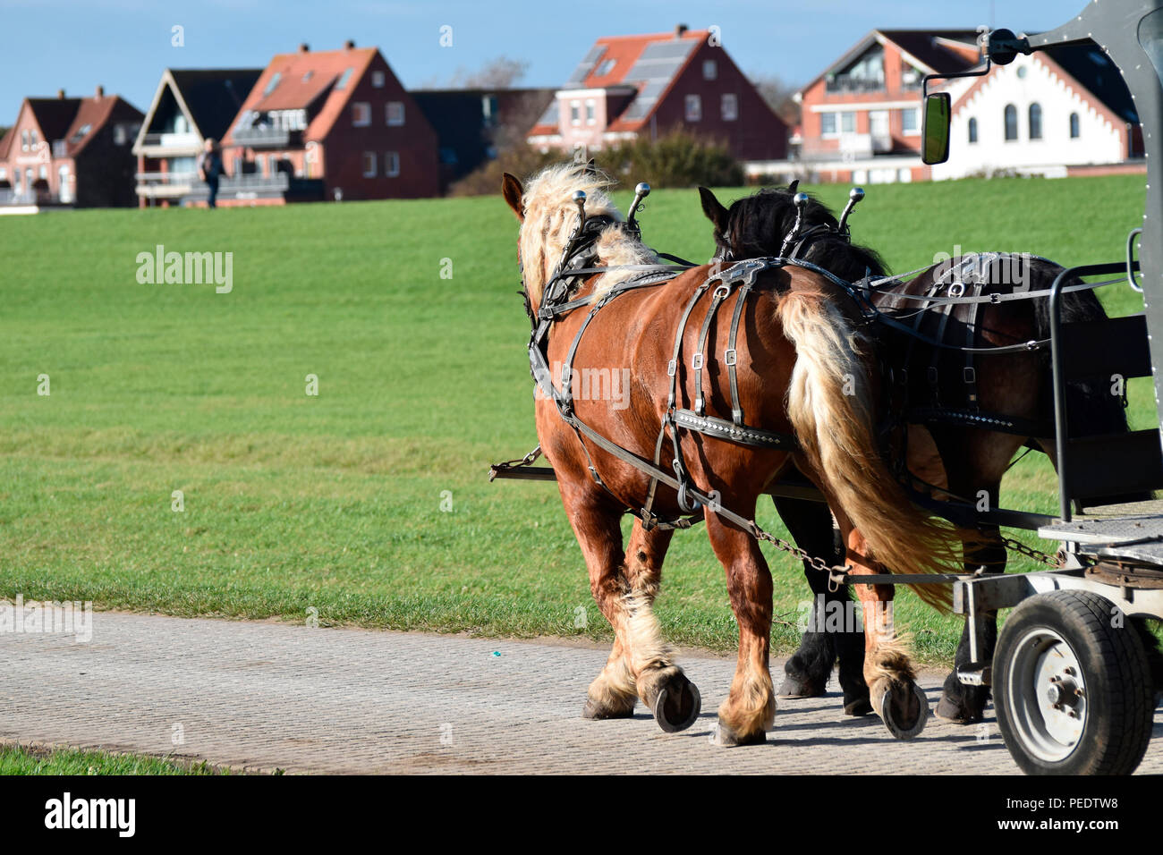 Attelage de chevaux, de Juist, Parc National de la mer de Wadden, Basse-Saxe, Allemagne, l'île de la Frise Orientale Banque D'Images