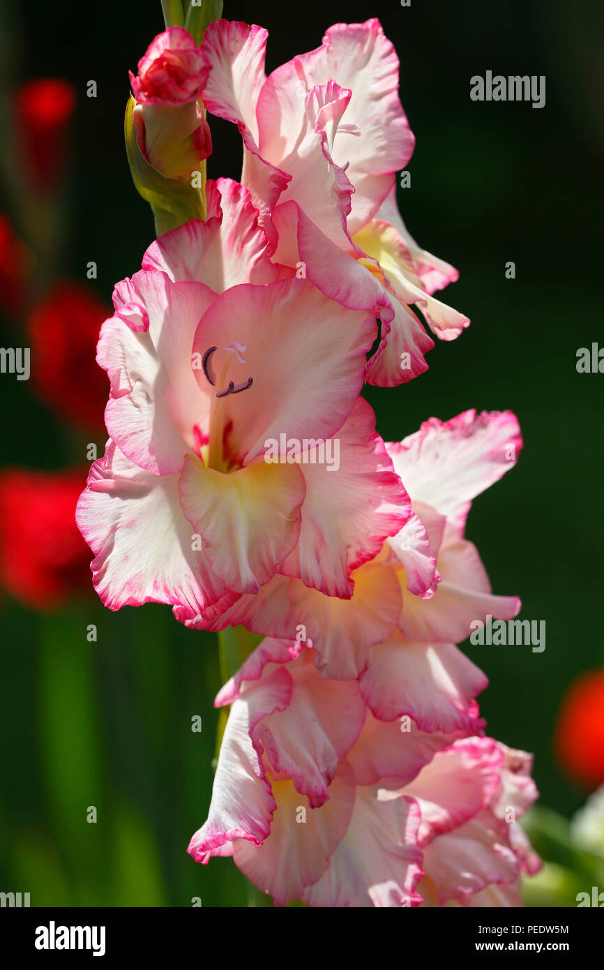 Garten-Gladiole Gladiolus x hortulanus Banque D'Images