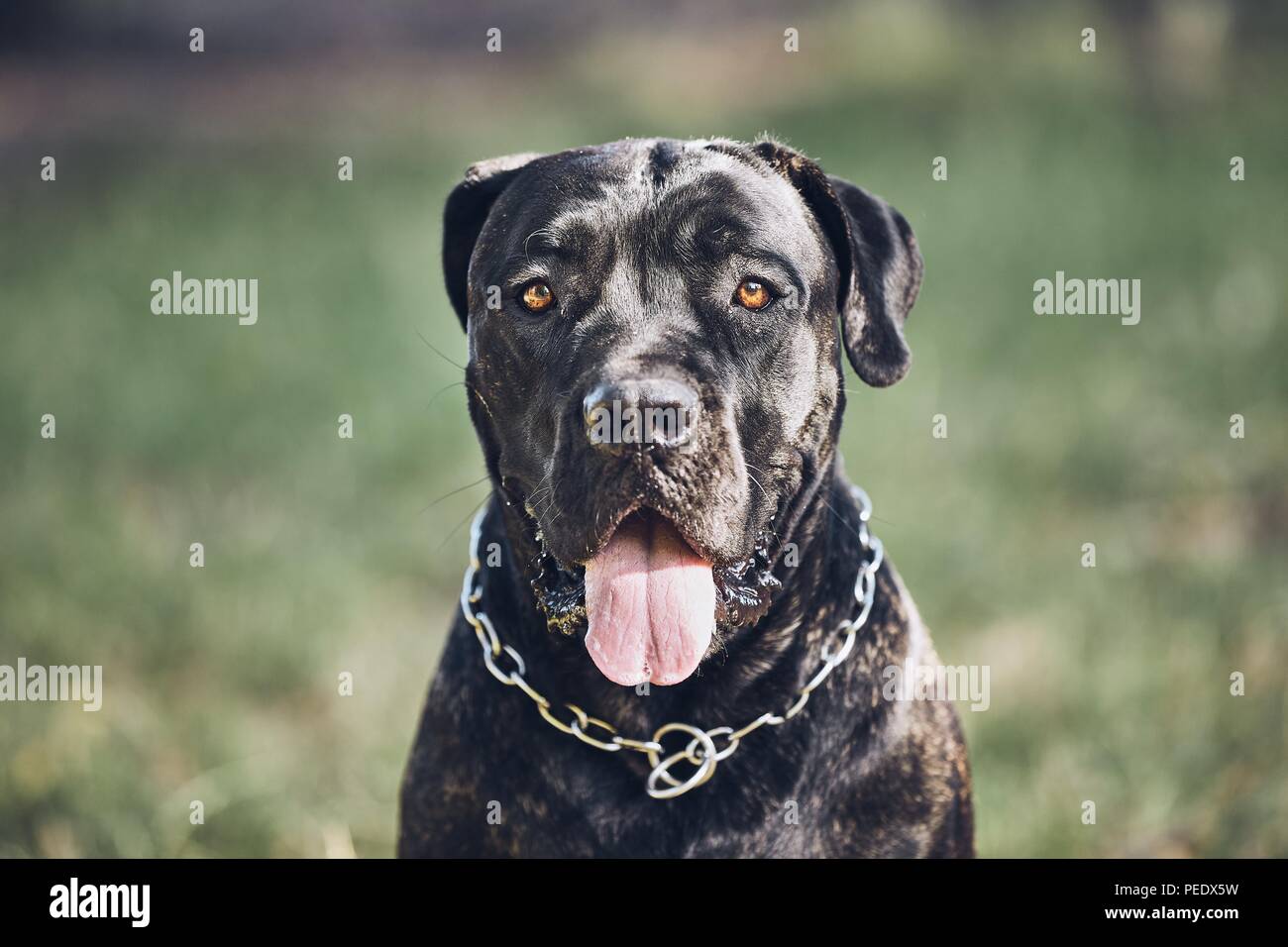 Portrait de chien de protection (cane corso) au cours de journée d'été. Banque D'Images