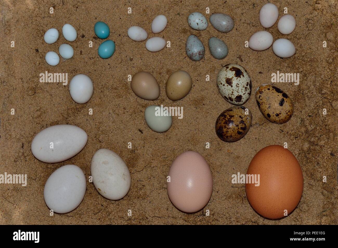 Oeufs de serpents Banque de photographies et d’images à haute