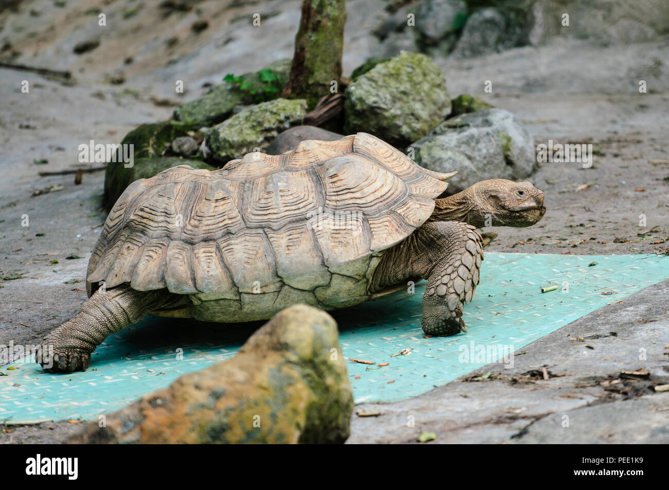 Tortue sillonnée balade vue rapprochée Banque D'Images
