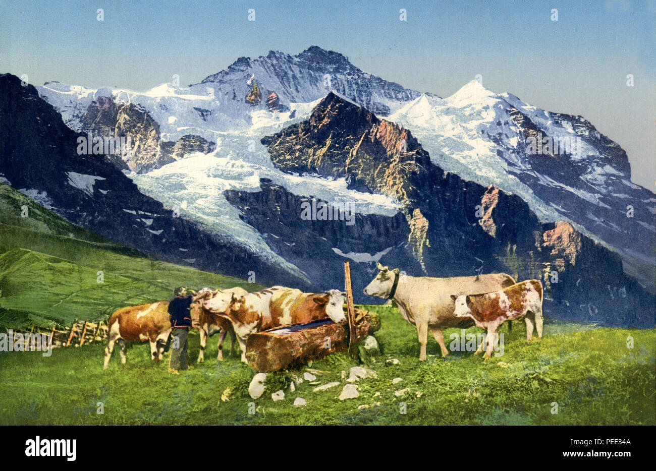 Les Vaches à l'abreuvoir en face du panorama de montagne suisses, autour de 1910, Banque D'Images