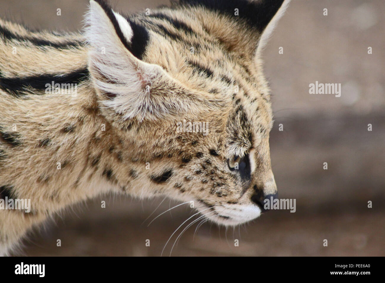 Serval Cat. Le Parc National Kruger, Afrique du Sud Banque D'Images