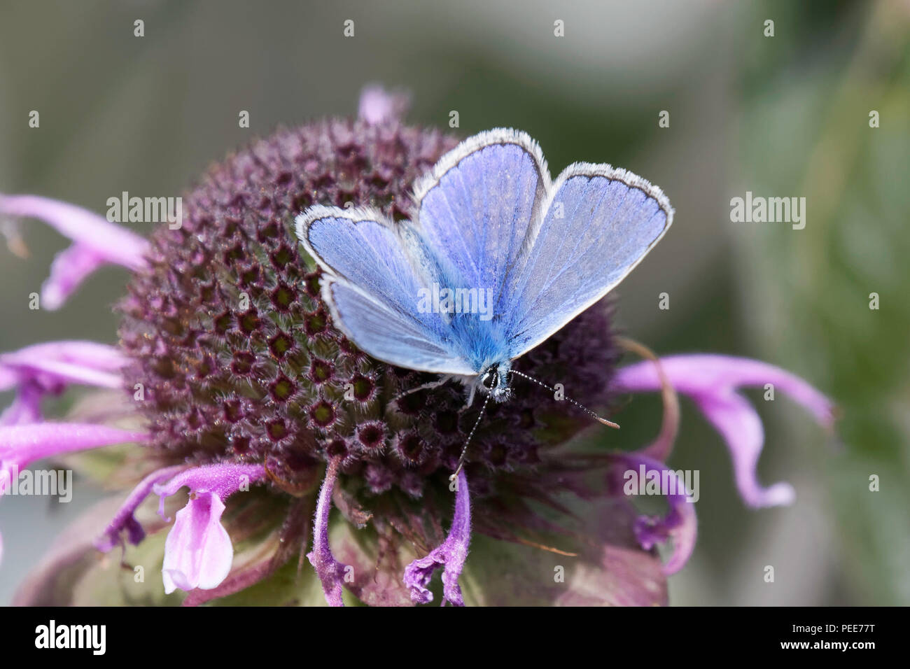 Un papillon bleu commun mâles se nourrissent d'une fleur Monarda Banque D'Images