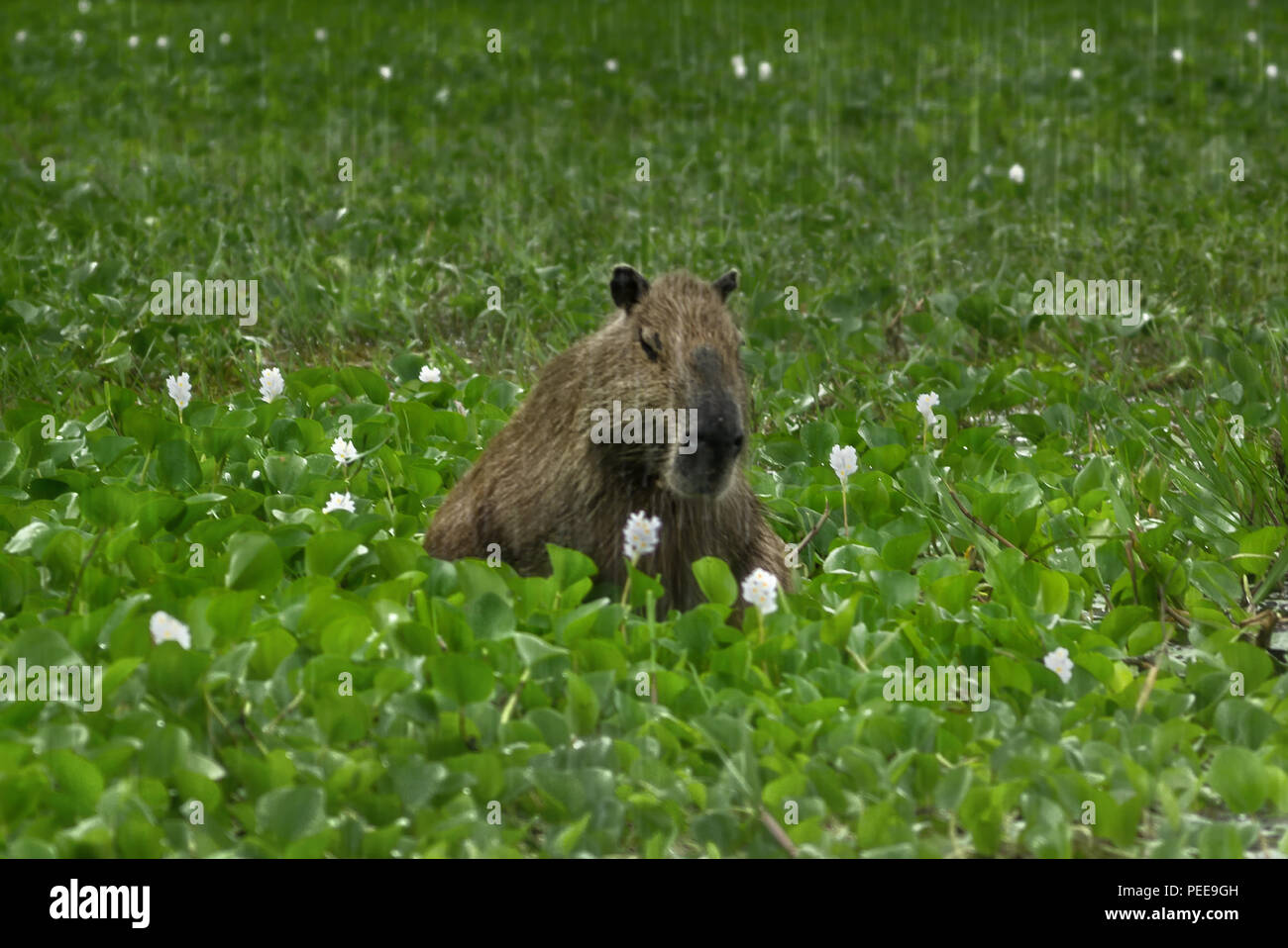 Capybara sur la rive d'un lac tropical. Le plus grand parmi les rongeurs moderne. Banque D'Images