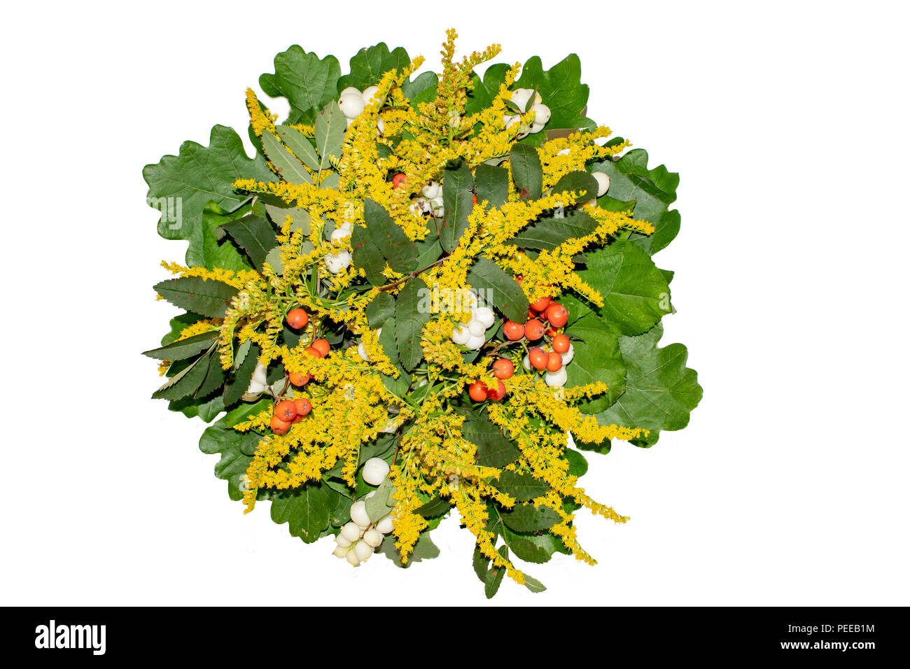 Bouquet de feuilles de la forêt de chênes et de plantes sur le terrain Banque D'Images