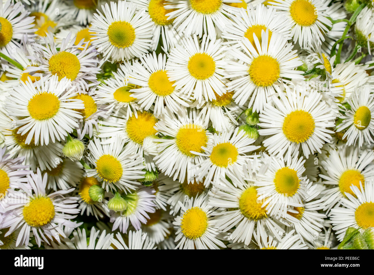 La texture de camomille fleurs close-up of a summer still life Banque D'Images