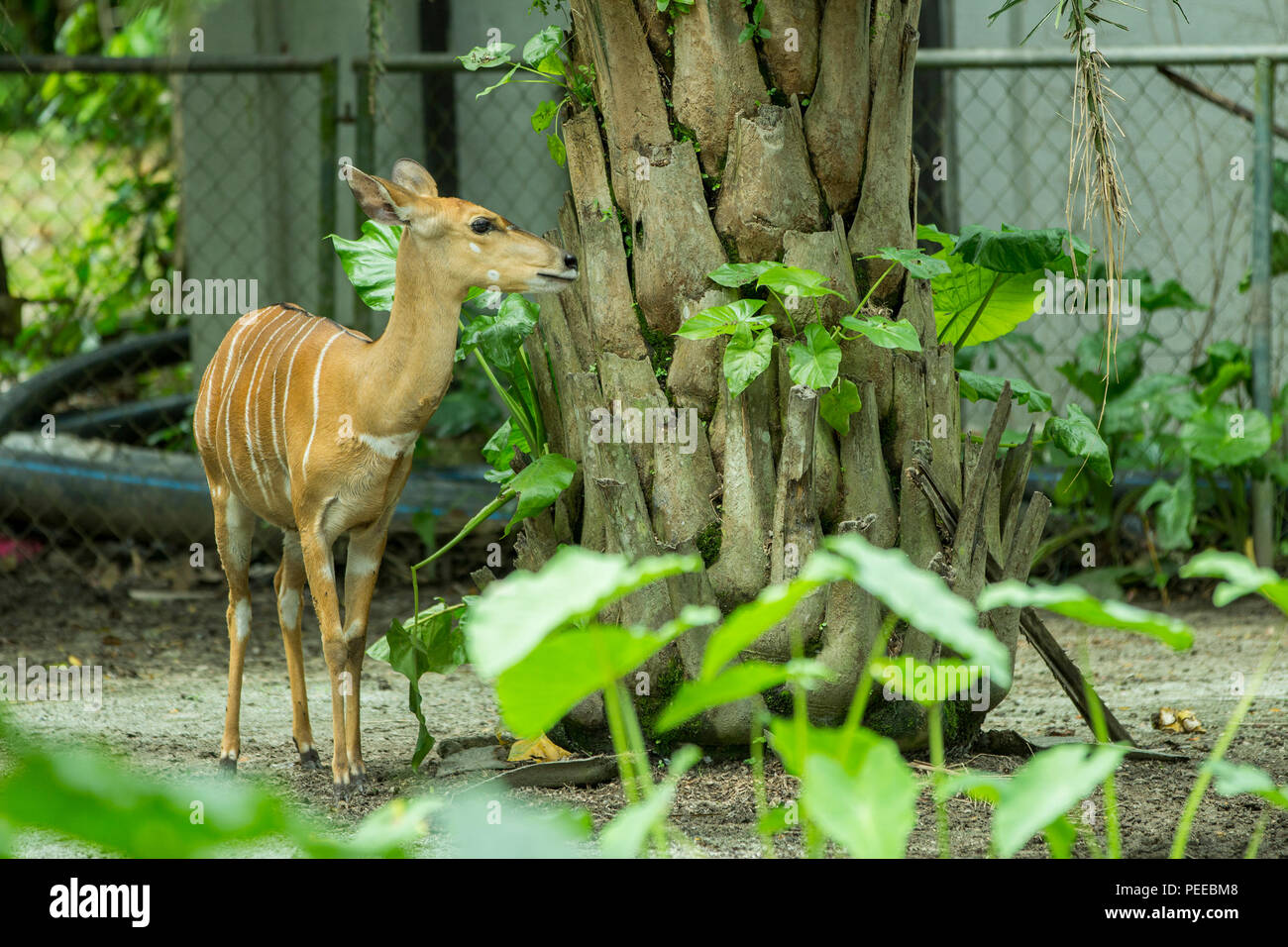 L'intérieur du cerf zoo Banque D'Images