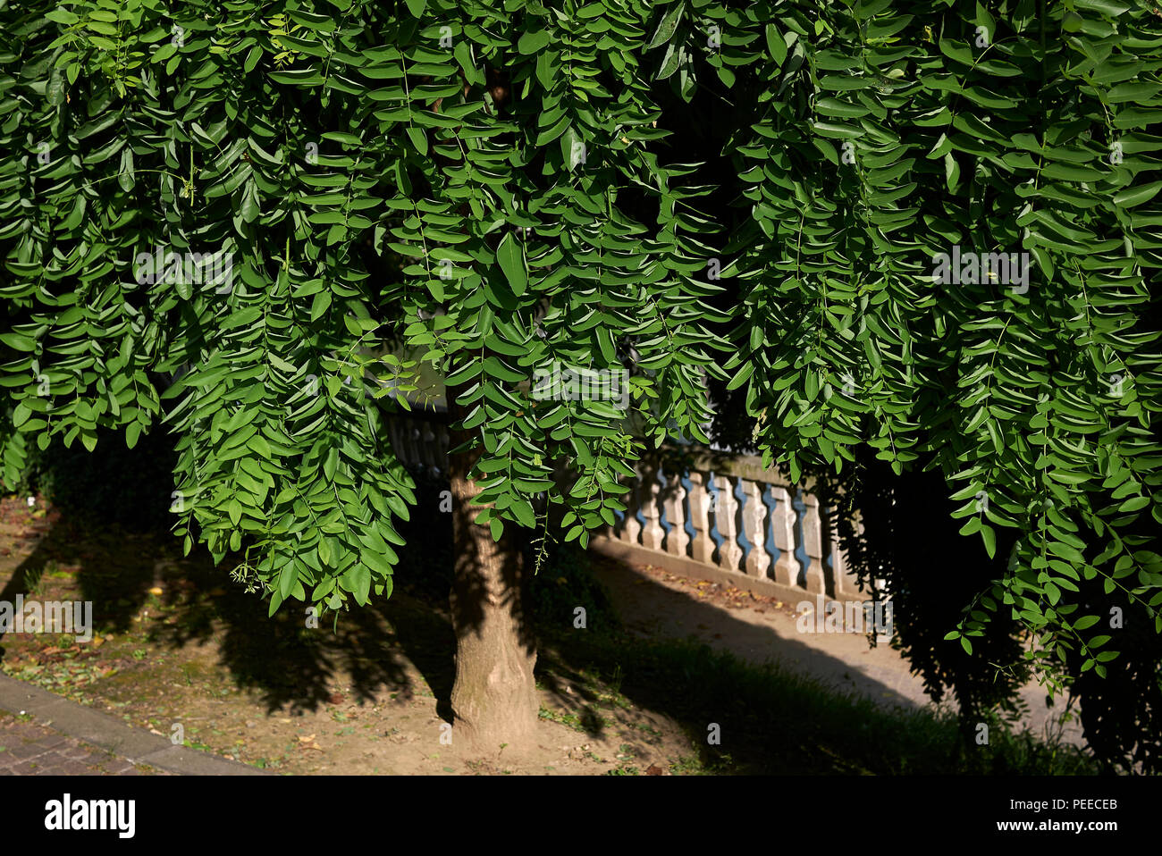 Styphnolobium japonicum pendula Banque D'Images