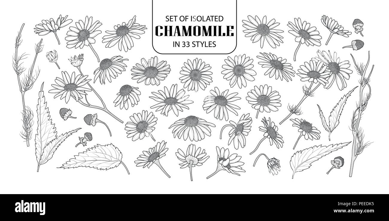 Ensemble de camomille isolés dans 33 styles. Cute hand drawn vector illustration fleurs en contour noir et blanc avion sur fond blanc. Illustration de Vecteur
