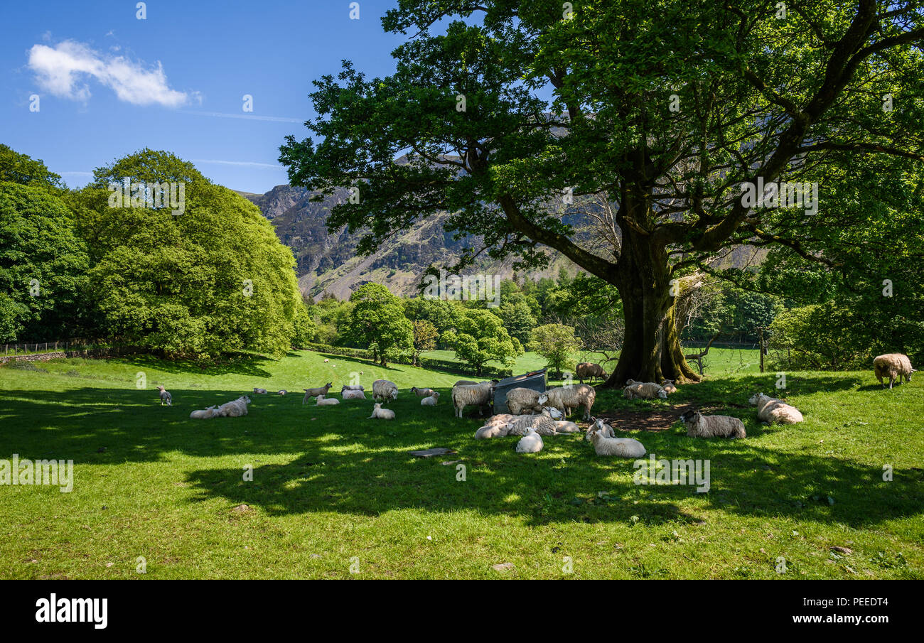 Les moutons se reposant à l'ombre d'un arbre avec des collines Wasdale, Cumbria, Lake District, England, UK. Banque D'Images