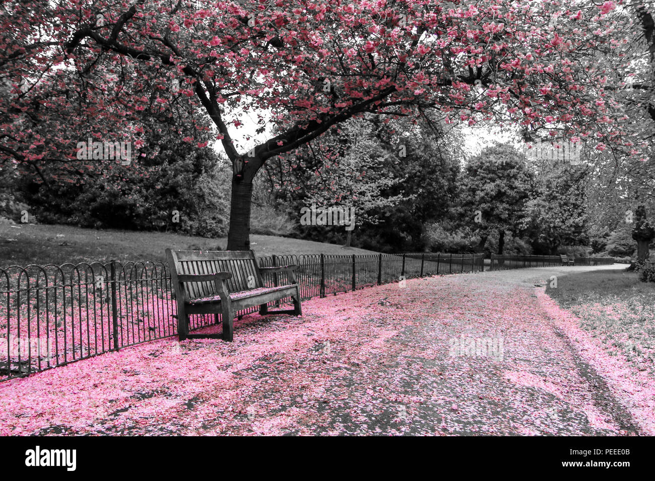 Une photo du parc où le banc en bois se tient sous le cerisier avec roses. Les feuilles tombent sur le banc et la route. Banque D'Images